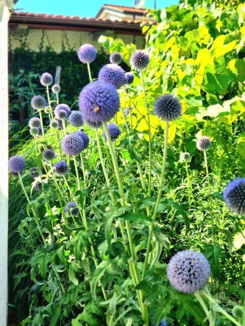 마리나디마사 Casa Cambini B&B 외부 사진